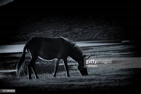 Black Horse Tail Photos And Premium High Res Pictures Getty Images