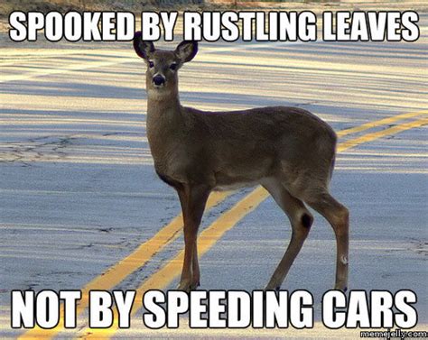 10 Best Deer Memes Sweeney Feeders