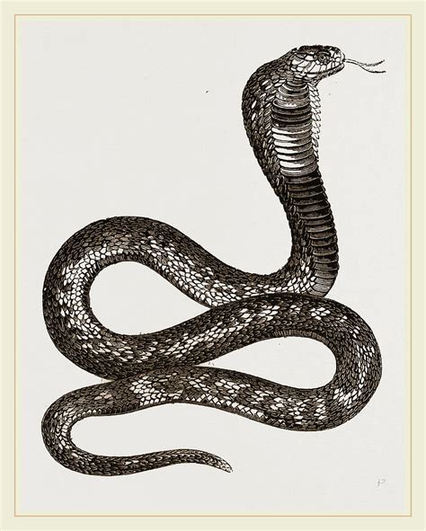 Egyptian Cobra Drawing By Litz Collection Fine Art America