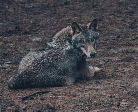 Hungry Wolf Stock Image Image Of Mammal Grey Perceptive