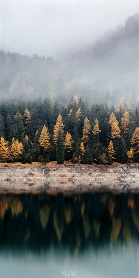 291291 View On A Coniferous Forest Across A Lake Autumn Woods Across