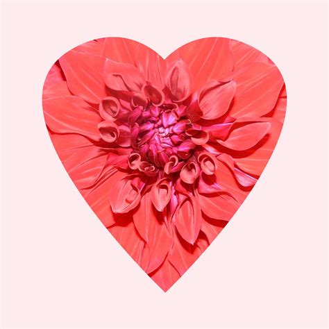 Flower Heart Free Stock Photo Public Domain Pictures