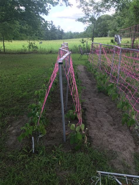 Use Your Old Above Ground Pool Frame To Make A Trellis For