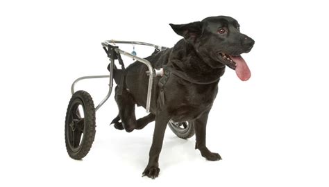 See more ideas about dogs, dog wheelchair, diy dog wheelchair. DIY Dog Wheelchair: How to Make a Wheelchair for Dogs By Yourself