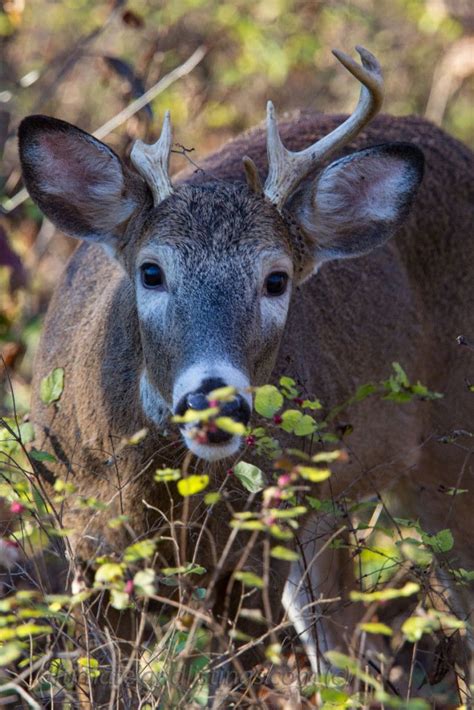 Young Whitetail Buck Eating Berry Bushes In Iowa Ciervo Alce Venado