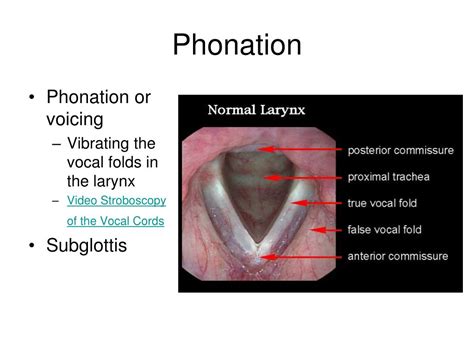 Ppt Anatomy Of Phonation Chapter 4 Powerpoint Presentation Free