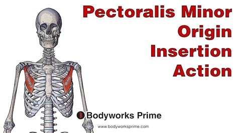Pectoralis Minor Anatomy Origin Insertion And Action Youtube
