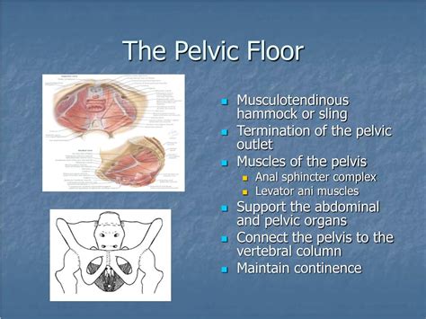 Pelvic Anatomy External True Pelvis Start Studying External Pelvic