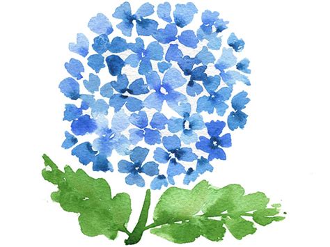 Blue Hydrangea Original Watercolor Painting Pink Hydrangea Agrohort
