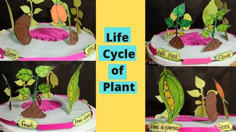Life Cycle Of Plant Model Plant Life Cycle Model Seed Germination