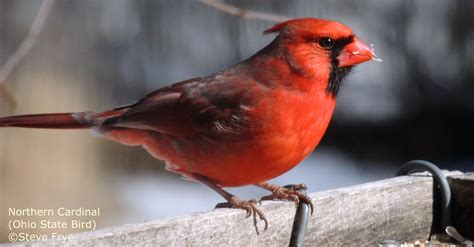 Northern Cardinal Ohio State Bird − Cardinalis Cardinalis Wild Birds
