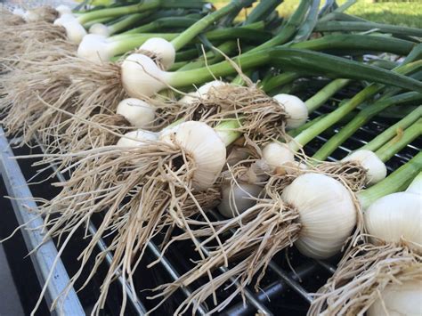 The Many Stages Of Garlic Shared Legacy Farms