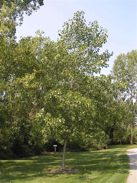 Eastern Cottonwood Native Trees Of Indiana Purdue Fort Wayne