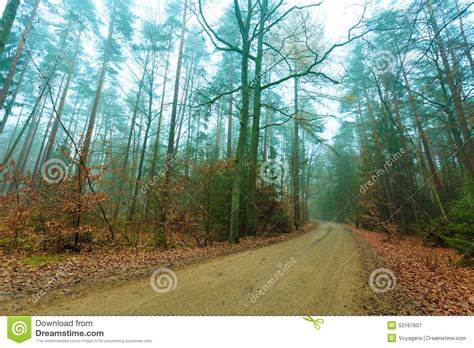 Pathway Through The Misty Autumn Forest Stock Image Image Of Fall