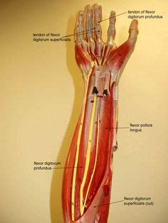 1000+ images about Anatomy lab 2 on Pinterest | Human anatomy and