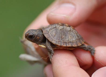 If you intend to get them as pets, make sure that you check them properly; Turtles that Stay Small: Finding the Perfect Pet Turtle ...