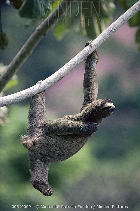 Brown Throated Three Toed Sloth Stock Photo Minden Pictures