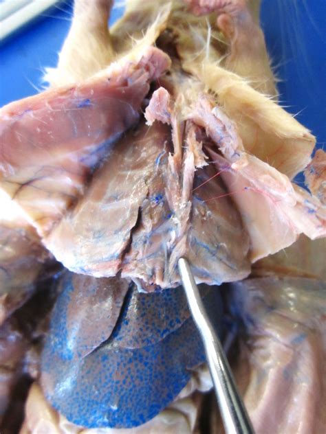 I've got a slight pain there and something feels like a lump. Biology 11: Rat Dissection