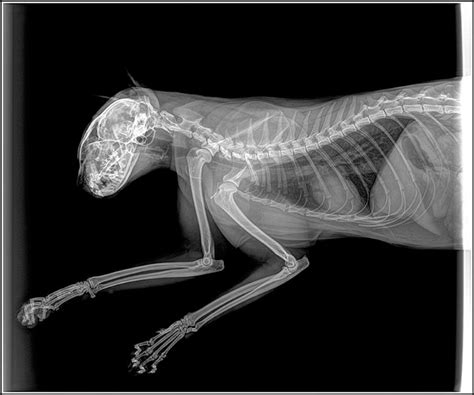 Xray Cat Animales Animales Pequeños Radiologia Veterinaria