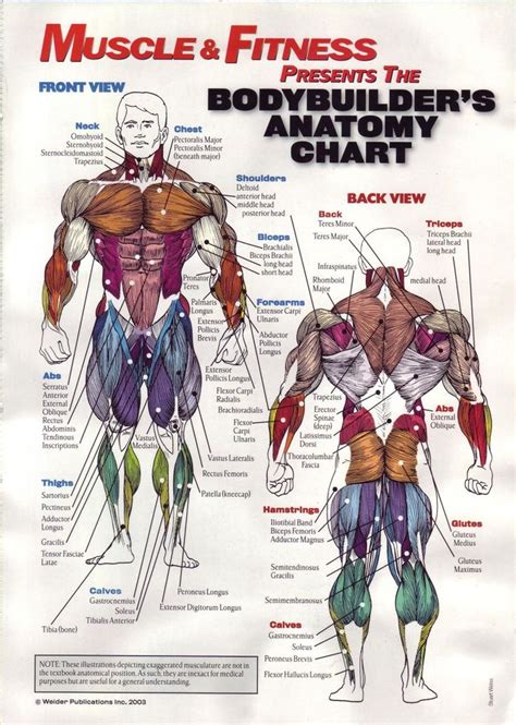 The chest anatomy includes the pectoralis major, pectoralis minor and the serratus anterior. Musculature Anatomy Chart In Color | Musculature anatomy chart / Musculature anatomy chart ...