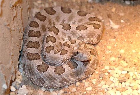 Travel guide resource for your visit to tamaulipas. Rattlesnake Pit, die Klapperschlangen - Seite