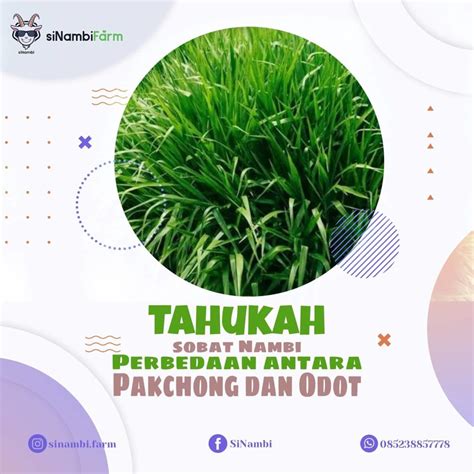 Manfaat Rumput Pakchong Dan Odot Sinambifarm