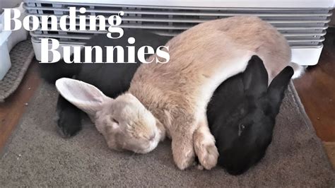Bonding Rabbits Tips For First Time Bunny Bonding Youtube