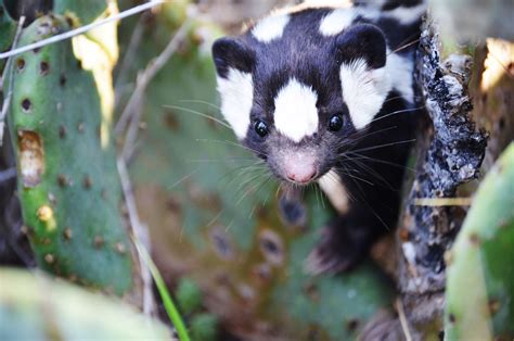 The Fascinating Evolution Of The World S Most Charming Skunk WIRED