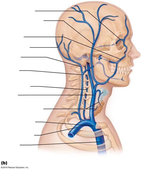 Veins Of The Head And Neck Right Superficial Aspect Diagram Quizlet