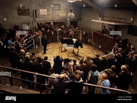 Ulverston Livestock Market Ulverston Cumbria 1979 Stock Photo Alamy