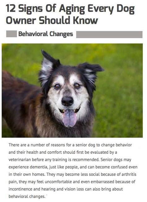 12 Signs Of Aging Every Dog Owner Should Know Dog Ages Senior Dog