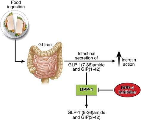 Biology Of Incretins Glp 1 And Gip Gastroenterology