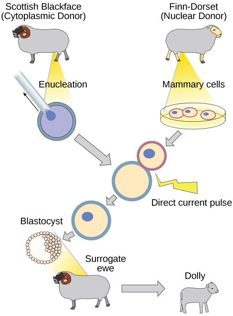 101 Cloning And Genetic Engineering Concepts Of Biology H5p