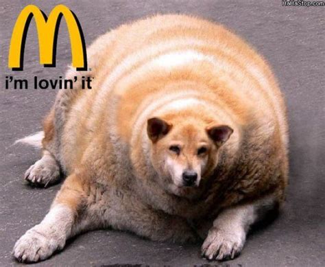 Fat dogs in the world you never seen (8 photos). Pin on Fat cats/ Fat dogs