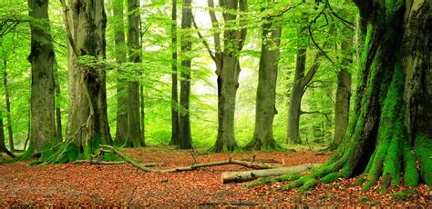 Mighty Old Beech Trees In Green Forest Moss Covered Roots Stock Image