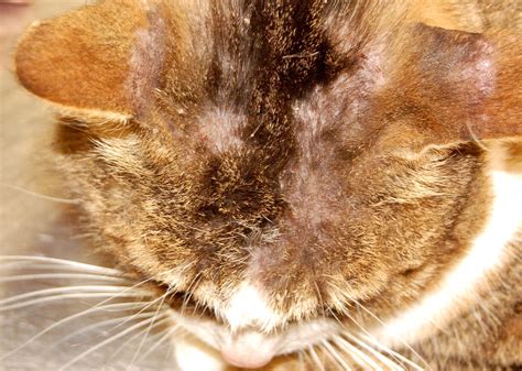 Dealing With Feline Allergic Skin Disease Veterinary Practice