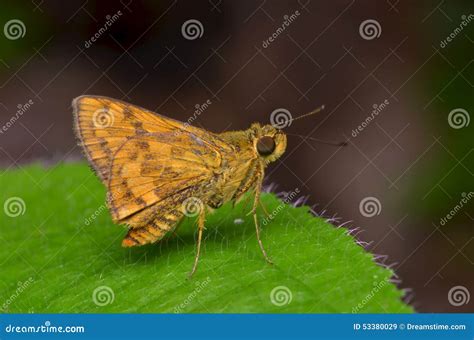 The Golden Moth Stock Image Image Of Colorfull Moths 53380029