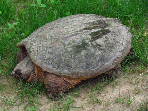 Common Snapping Turtle Facts And Pictures Reptile Fact