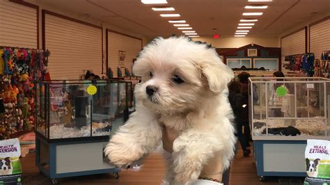 Since 2001, the birdsafe store has carefully selected parrot and pet bird foods, toys, and accessories to help provide you and your parrots and pet birds with a high quality, safe, and long lasting friendship. Maltese puppy stolen from pet store at mall in Bay Shore ...