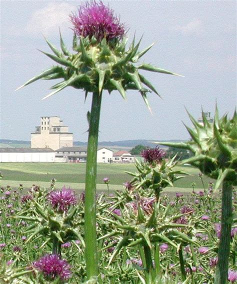 Die mariendistel wird üblicherweise angewendet, um die leber zu stärken und zu regenerieren. Mariendistelfrüchte - Mariendistel | Kräuter und Kräuter ...