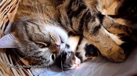 Mom Cat Coco Hugs 7 Cute Meowing Kittens Youtube
