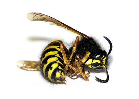 European Wasp Pentax User Photo Gallery