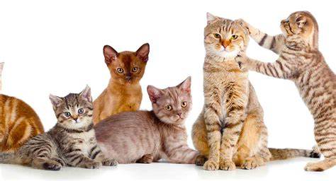 Post pictures of your cats, talk about cats, ask questions, get advice. What Is A Group Of Cats Called? The Social Solitary Animal