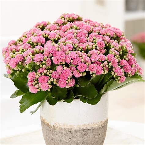 Its large leaves are treated to a unique green and white marbling effect, with no two leaves the same. Buy pink flaming katy Kalanchoe 'Piton Pink': Delivery by ...