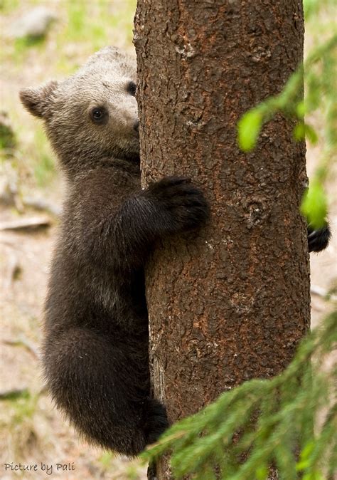 Brown Bear Cub By Picturebypali On Deviantart