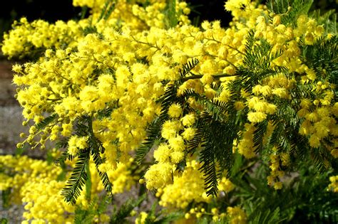 Acacia Flowers Wallpapers Pictures Images