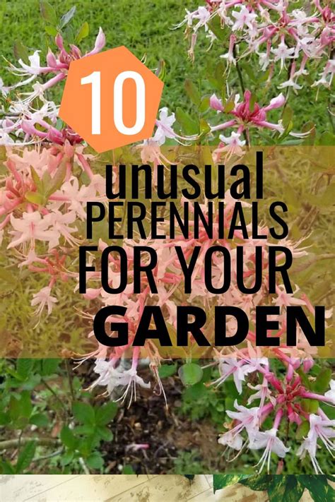 10 Unusual Perennials ~ Garden Down South In 2020 Perennials