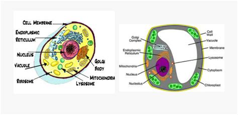 The primary responsibility of vacuoles is to maintain the turgor pressure in cells. Vacuole Animal Cell - Animal Cell Vacuole Color , Free ...