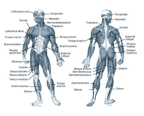 Full body muscle system by rrog on deviantart. Fitness for You: Fitness for You - Preparation