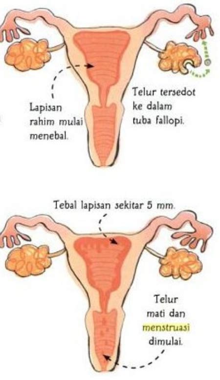 Tahap Menstruasi Siklus Menstruasi Artikelsiana